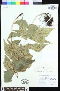 Cyrtomium anomophyllum image