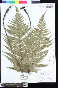 Dryopteris lepidopoda image