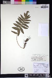 Image of Pichisermollodes nigropaleacea