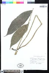 Meniscium chrysodioides image