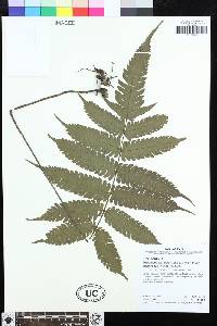 Steiropteris glandulosa image