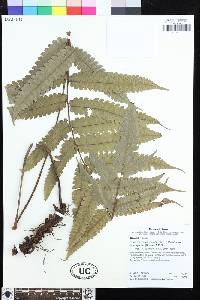 Steiropteris glandulosa image