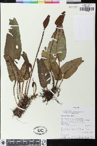 Elaphoglossum exsertipes image