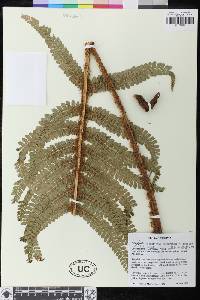 Image of Polystichum chaparense