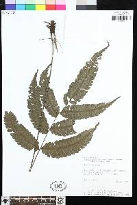 Steiropteris glandulosa image