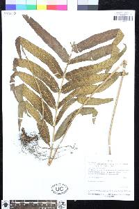 Meniscium arborescens image