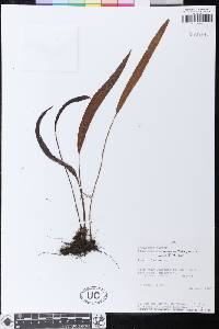 Elaphoglossum angustius image