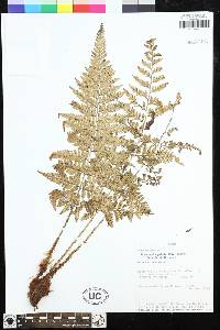 Dryopteris patula image