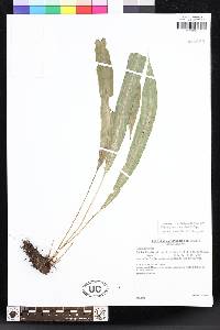 Elaphoglossum kessleri image