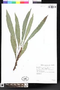 Elaphoglossum lechlerianum image