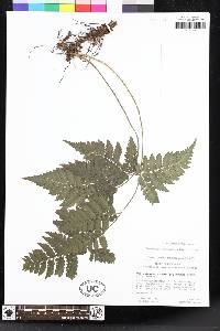 Polystichopsis chaerophylloides image