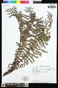 Amauropelta brachypus image