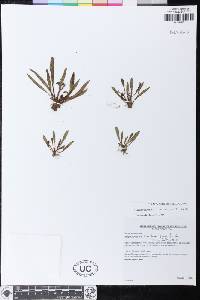 Elaphoglossum horridulum image