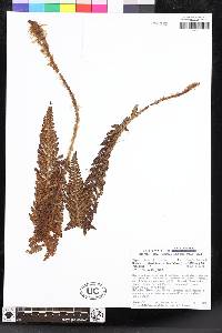 Polystichum orbiculatum image