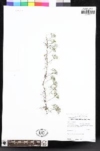 Elaphoglossum peltatum image