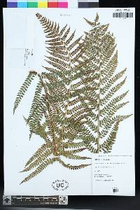 Polystichum setiferum image