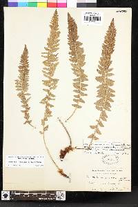 Polystichum scopulinum image