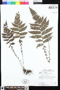 Steiropteris deltoidea image