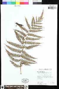 Steiropteris clypeolutata image