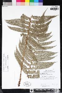 Polystichum muricatum image