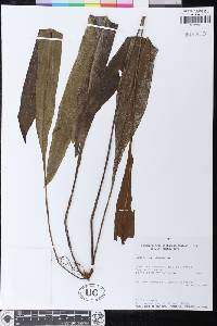 Elaphoglossum castaneum image
