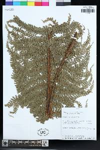 Polystichum stuebelii image