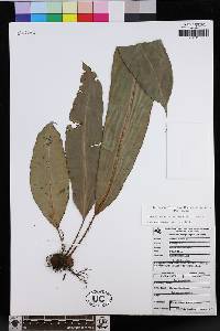 Elaphoglossum erinaceum image