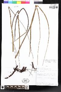 Elaphoglossum vittarioides image