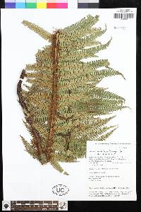 Dryopteris wallichiana image