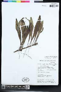 Lepisorus morrisonensis image