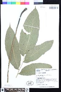 Meniscium macrophyllum image