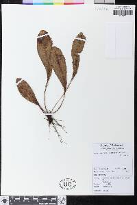 Elaphoglossum apoense image