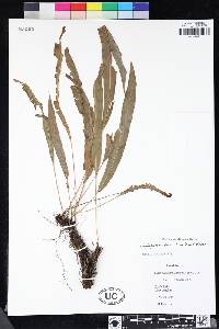 Elaphoglossum dussii image