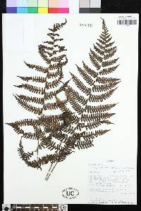 Coryphopteris hirsutipes image