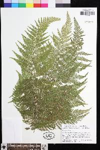 Macrothelypteris polypodioides image