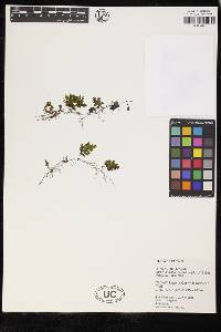 Hymenophyllum barbatum image