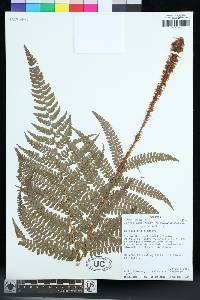 Polystichum rufum image