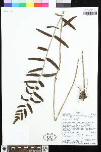 Bolbitis serratifolia image