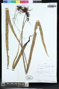 Campyloneurum asplundii image