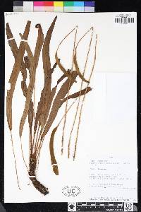 Elaphoglossum poeppigianum image