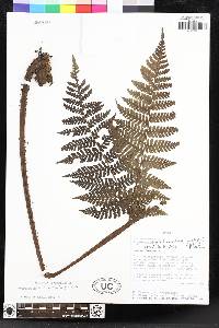 Megalastrum alticola image