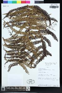 Polystichum stuebelii image