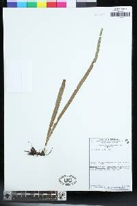 Campyloneurum angustifolium image