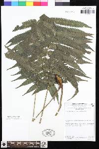 Goniopteris tuxtlensis image