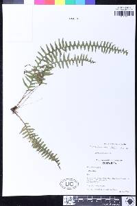 Terpsichore atroviridis image