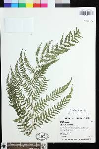 Macrothelypteris polypodioides image