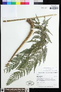 Macrothelypteris polypodioides image