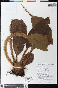 Elaphoglossum decoratum image