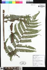 Steiropteris decussata image