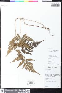 Dryopteris sparsa image